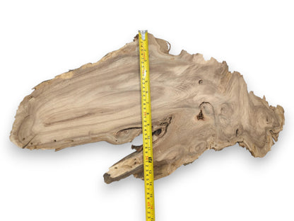 A measuring tape bisects a raw burl, revealing its undulating grain and cavernous knot pockets.