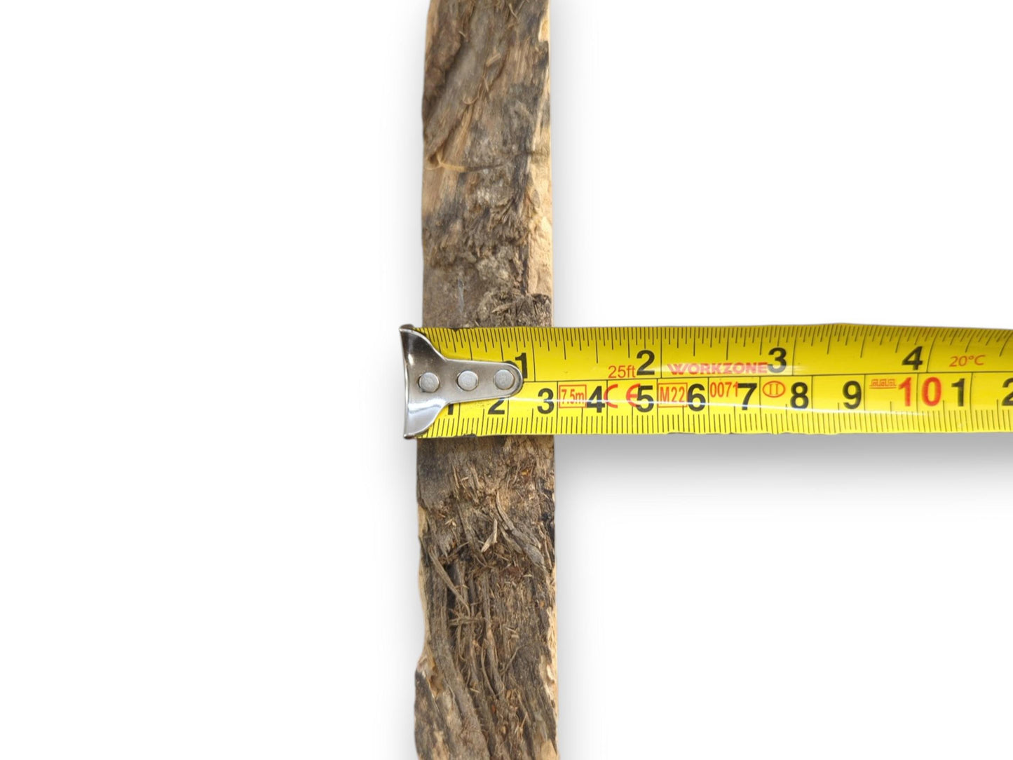 A yellow measuring tape gauges the width of a raw root with fibrous bark.