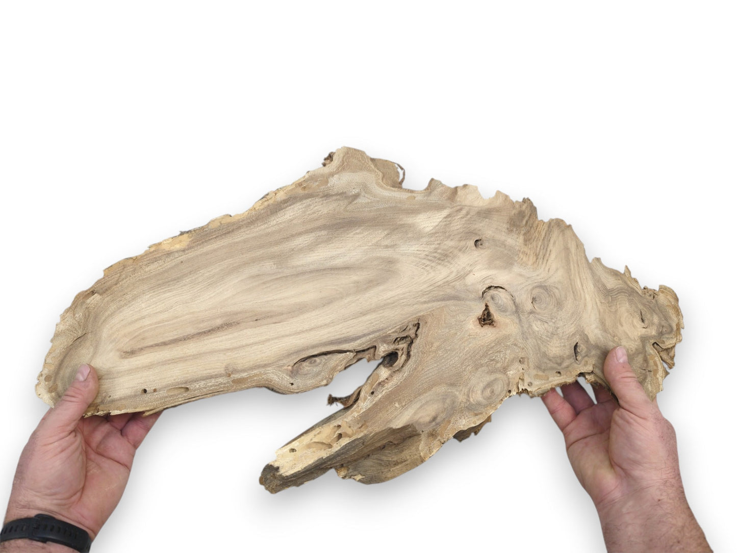 Two hands hold a wide, irregular wood slab showing its flowing grain and voids.