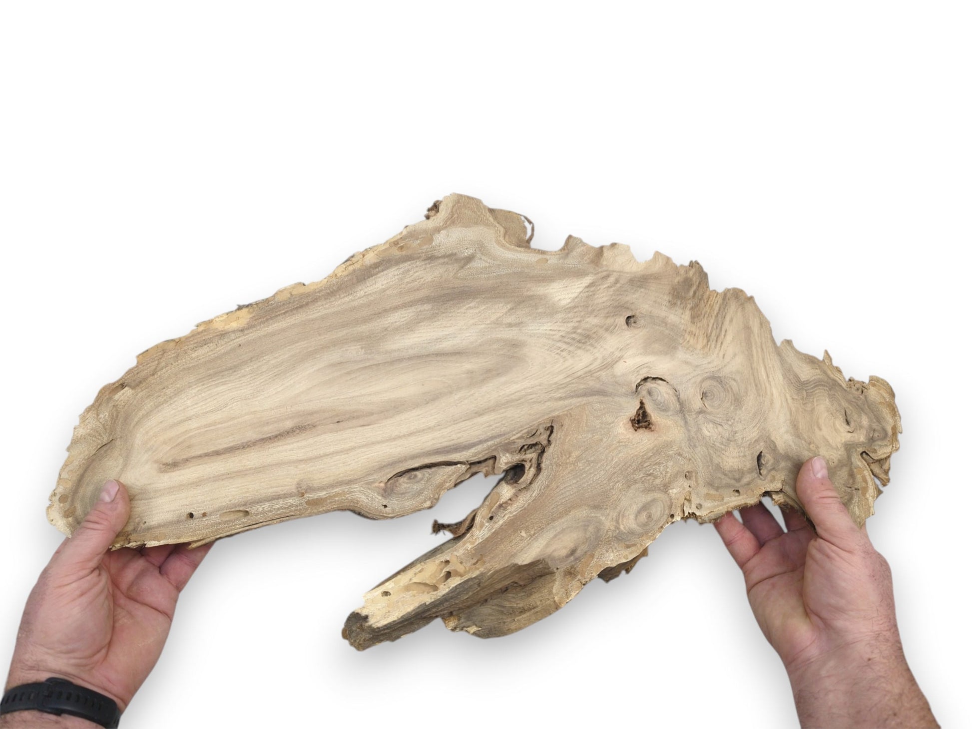 Two hands hold a wide, irregular wood slab showing its flowing grain and voids.