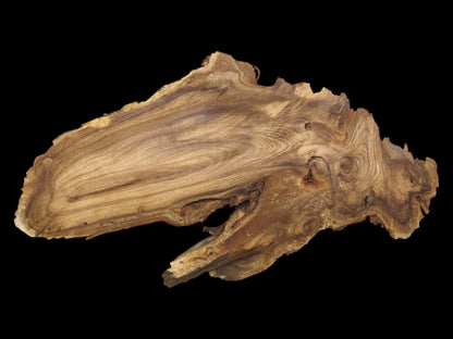 A raw-edged wood piece displays sweeping grain that pools into several intricate, dark burls.