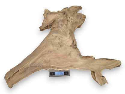 An irregularly shaped timber slab with swirling grain is weighed on a digital scale.