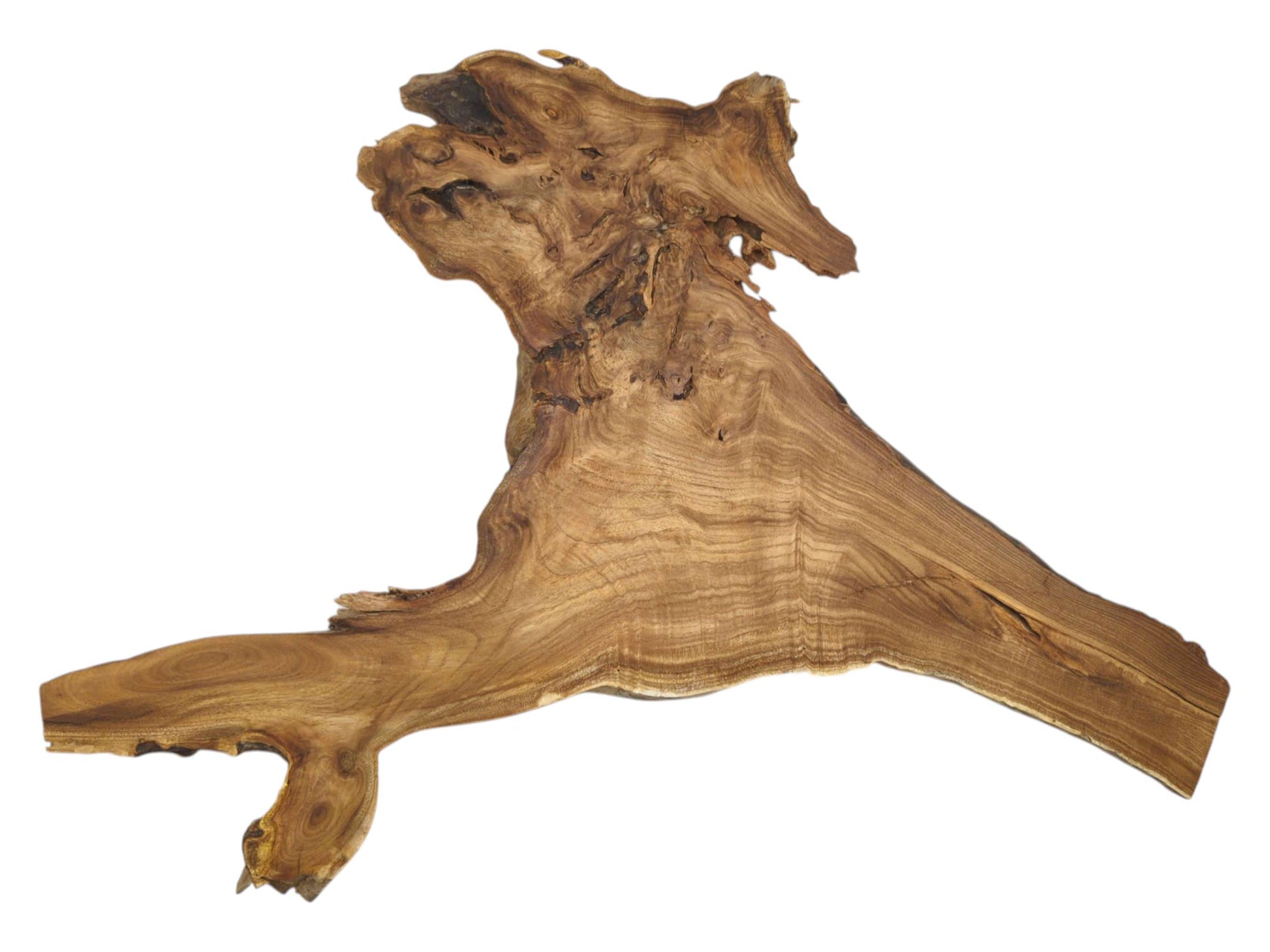 A wide timber cross-section displays flowing grain converging into a complex, knotted upper section.