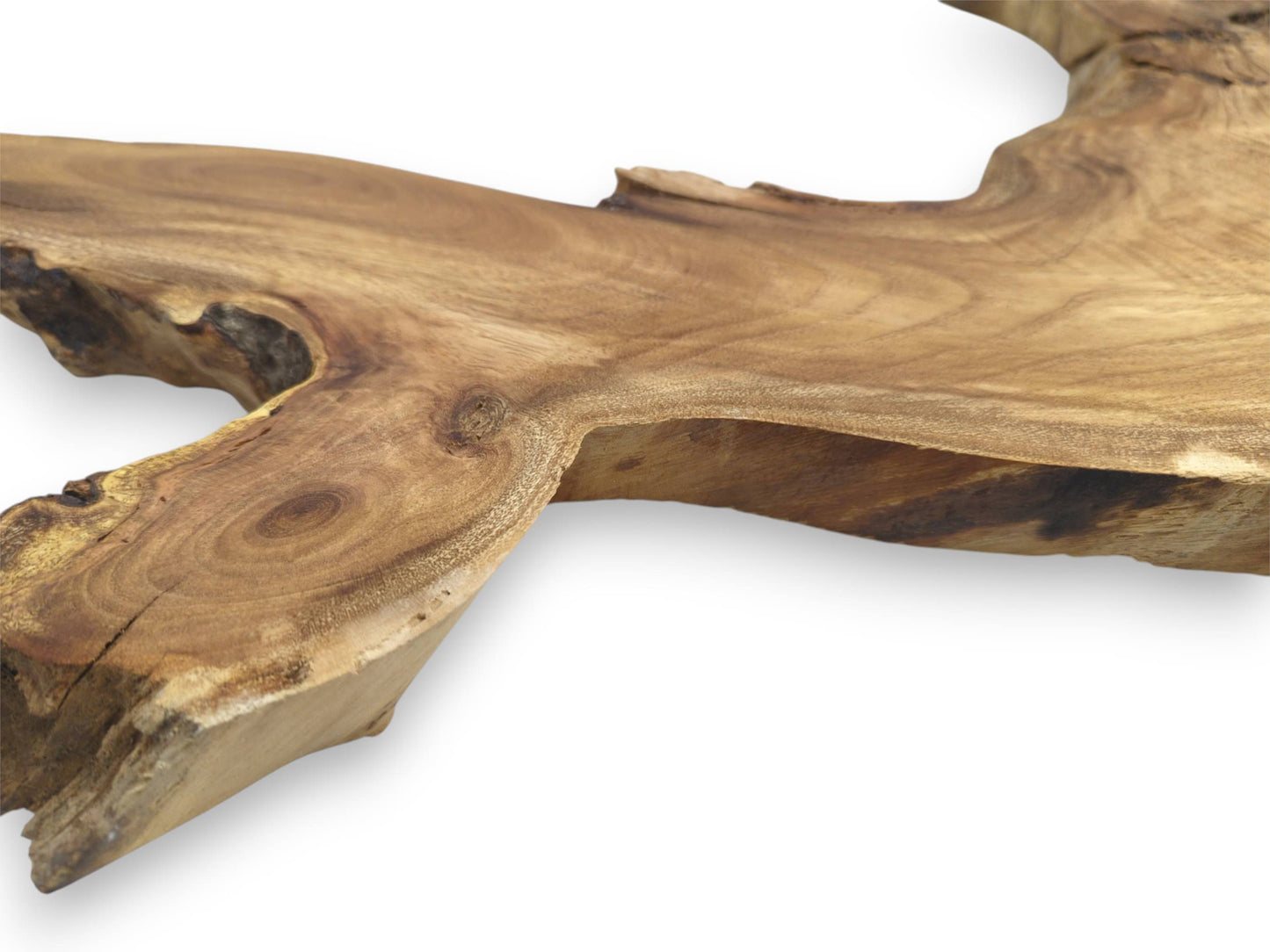A forked timber section displays a smooth top with concentric grain around a central knot.