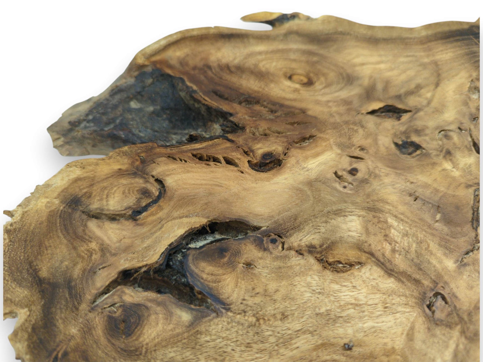A gnarled root section reveals intricate grain patterns flowing around dark, organic cavities.