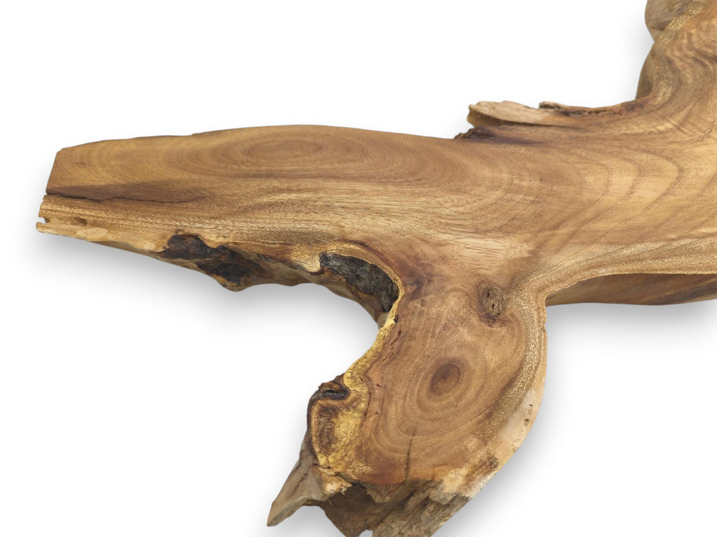 A smooth wooden section curves around a deep void, its surface showing circular growth rings.