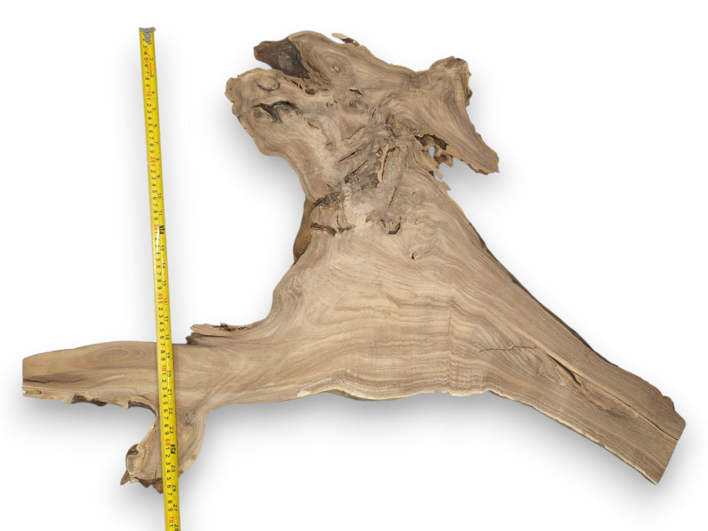 A yellow measuring tape scales a large wood slab with a gnarled, knotted burl.