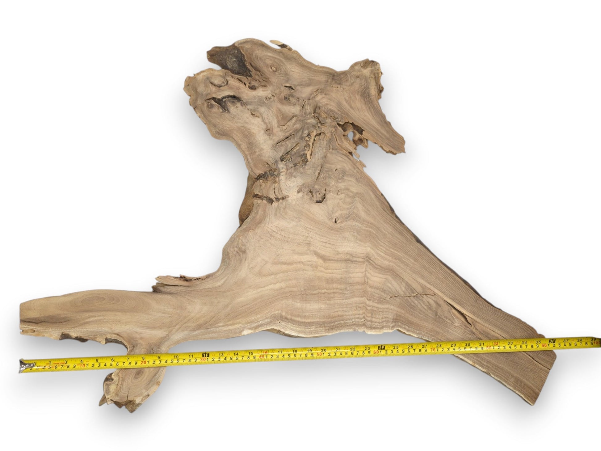 A wide lumber slab with linear grain tapers upward into a complex, gnarled root crown.