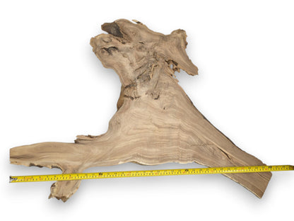 A wide lumber slab with linear grain tapers upward into a complex, gnarled root crown.