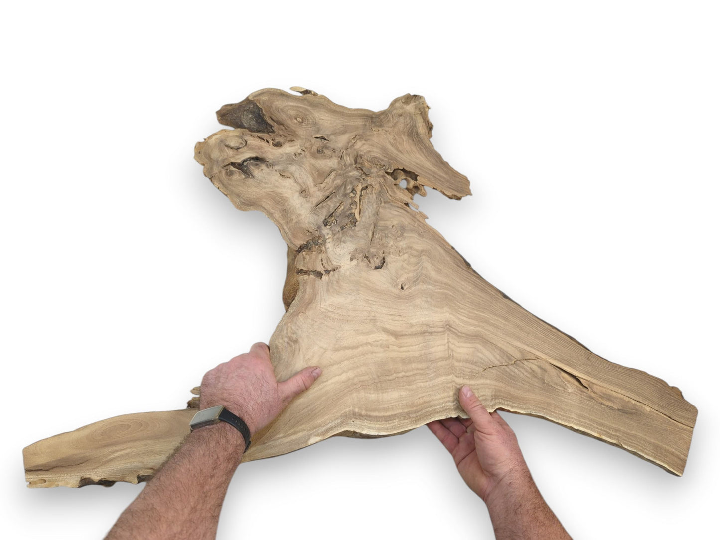 A person's hands present a wide wood slab with linear grain tapering into a gnarled top.