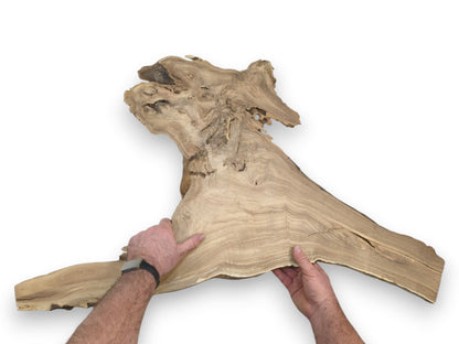 A person's hands present a wide wood slab with linear grain tapering into a gnarled top.