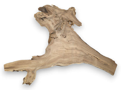 A freeform timber section displays a complex, burled crown and a smooth, branching base.