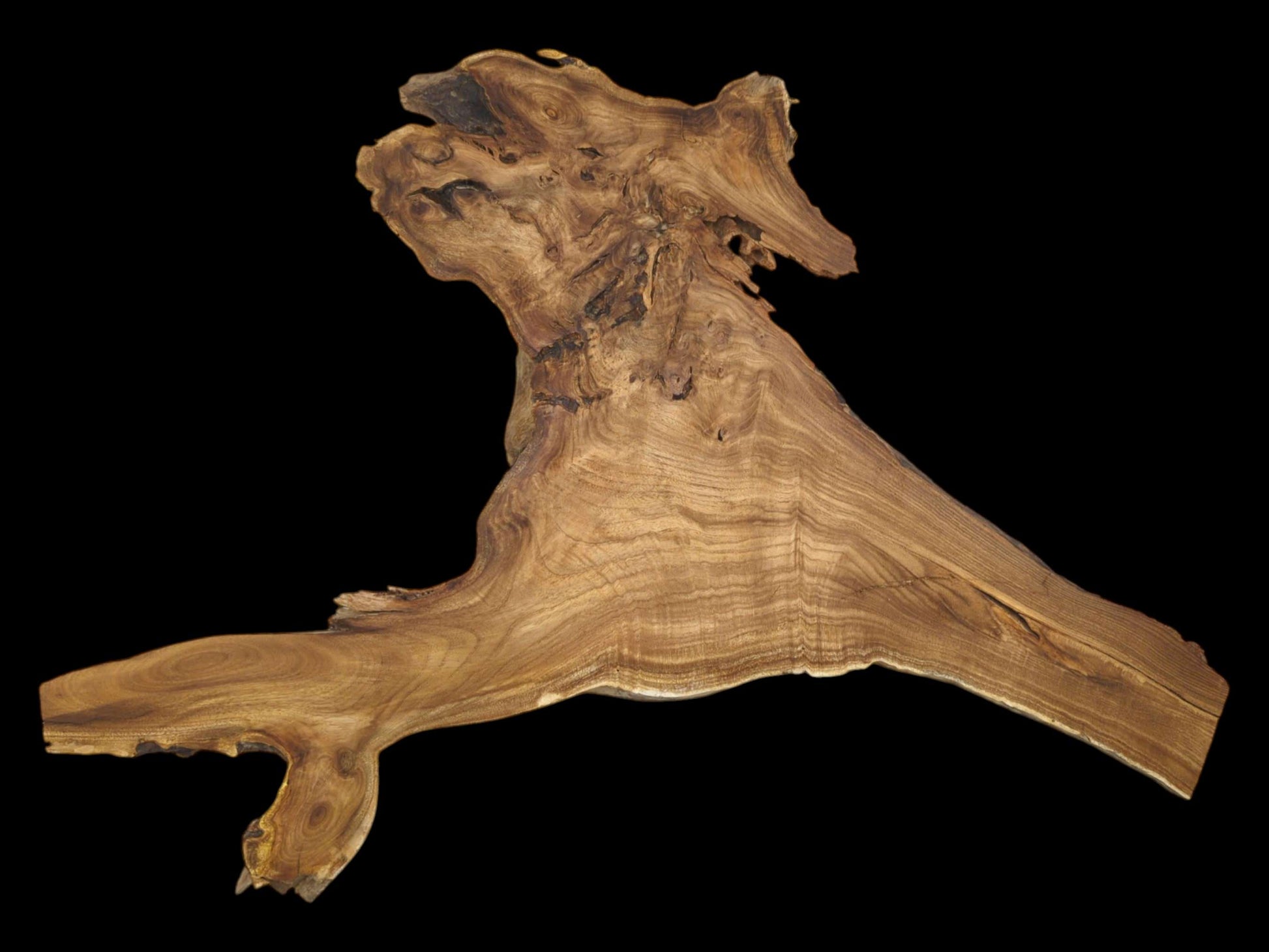 A branching root slab shows fine, linear grain flowing into a jagged, burled crown.