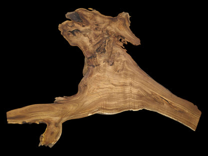 A branching root slab shows fine, linear grain flowing into a jagged, burled crown.