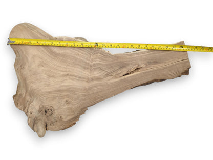 A yellow tape measure stretches across a long, wing-shaped timber with a gnarled burl.