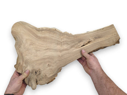 Two hands hold an irregular wood slab with a gnarled base and linear grain.