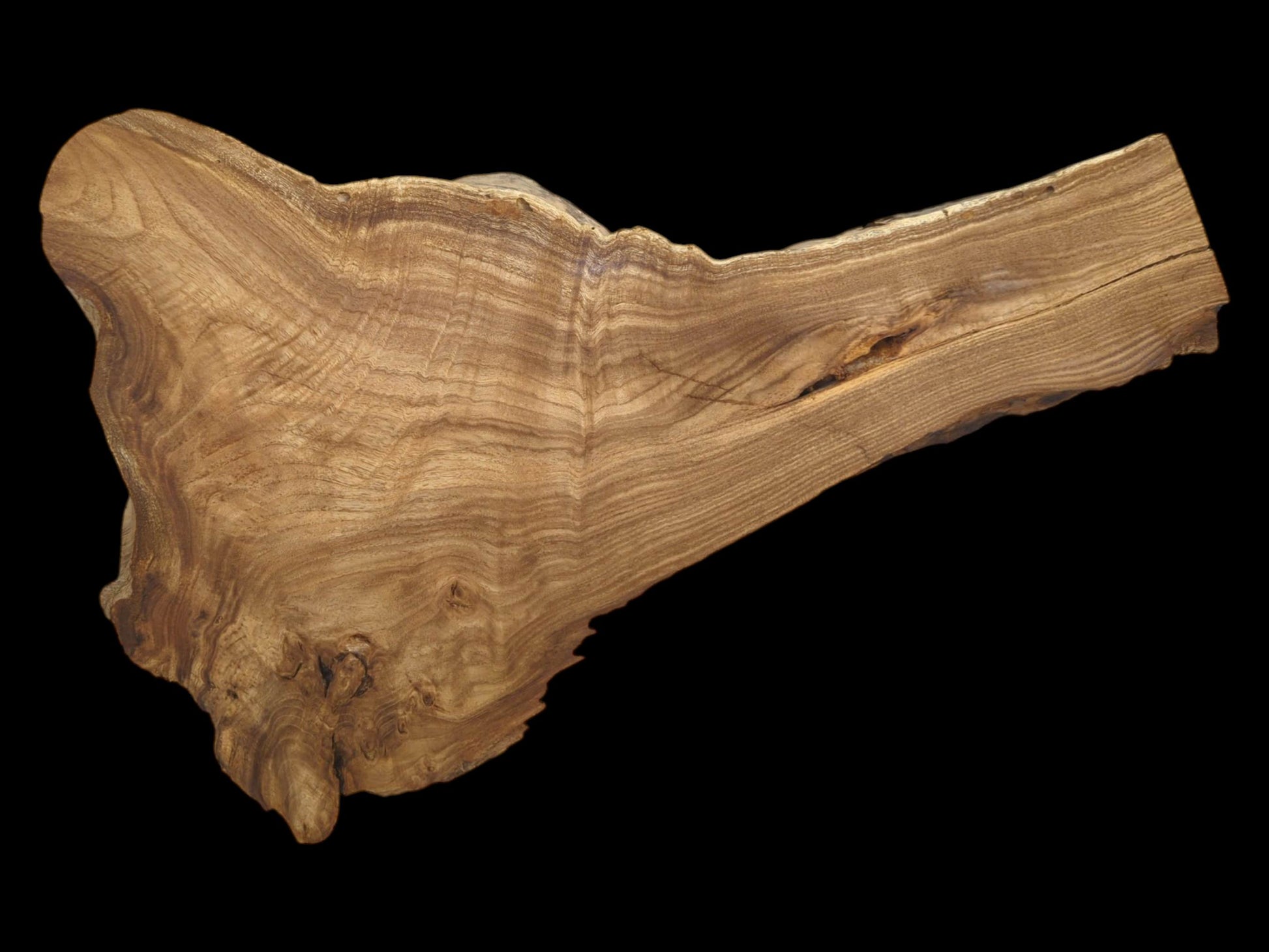 A raw timber piece displays flowing grain from a bulbous, knotty base to a narrow cut.