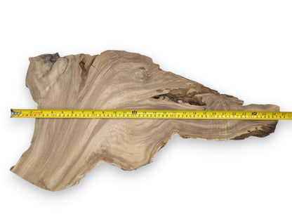 A yellow tape measures a raw timber plank with a gnarled, hollowed upper edge.