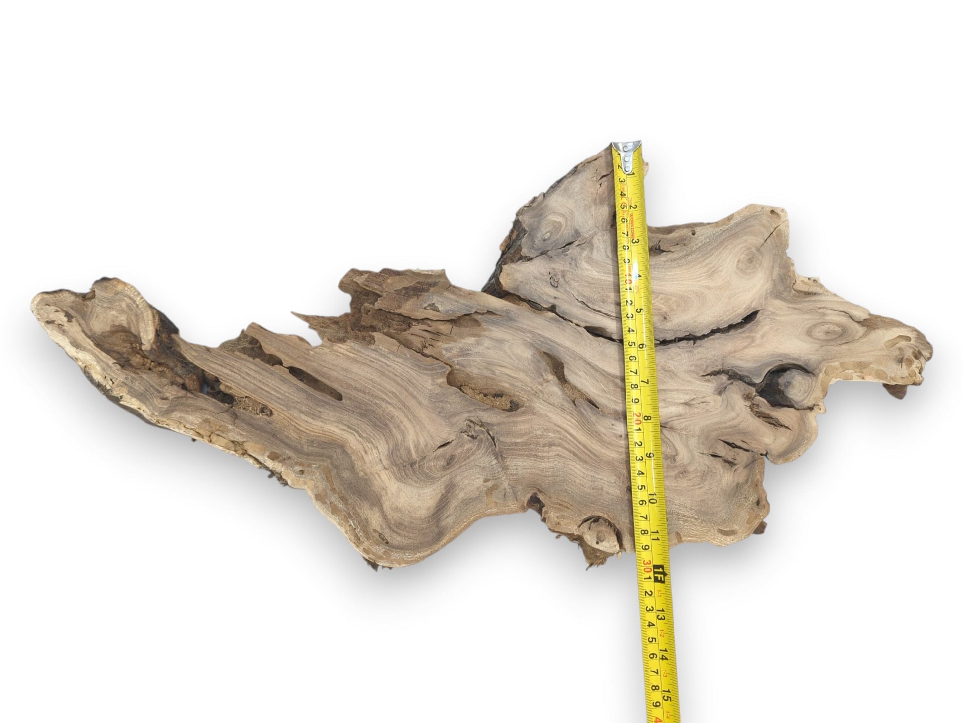 A yellow ruler measures a raw, gnarled wood section with dramatic, undulating grain lines.