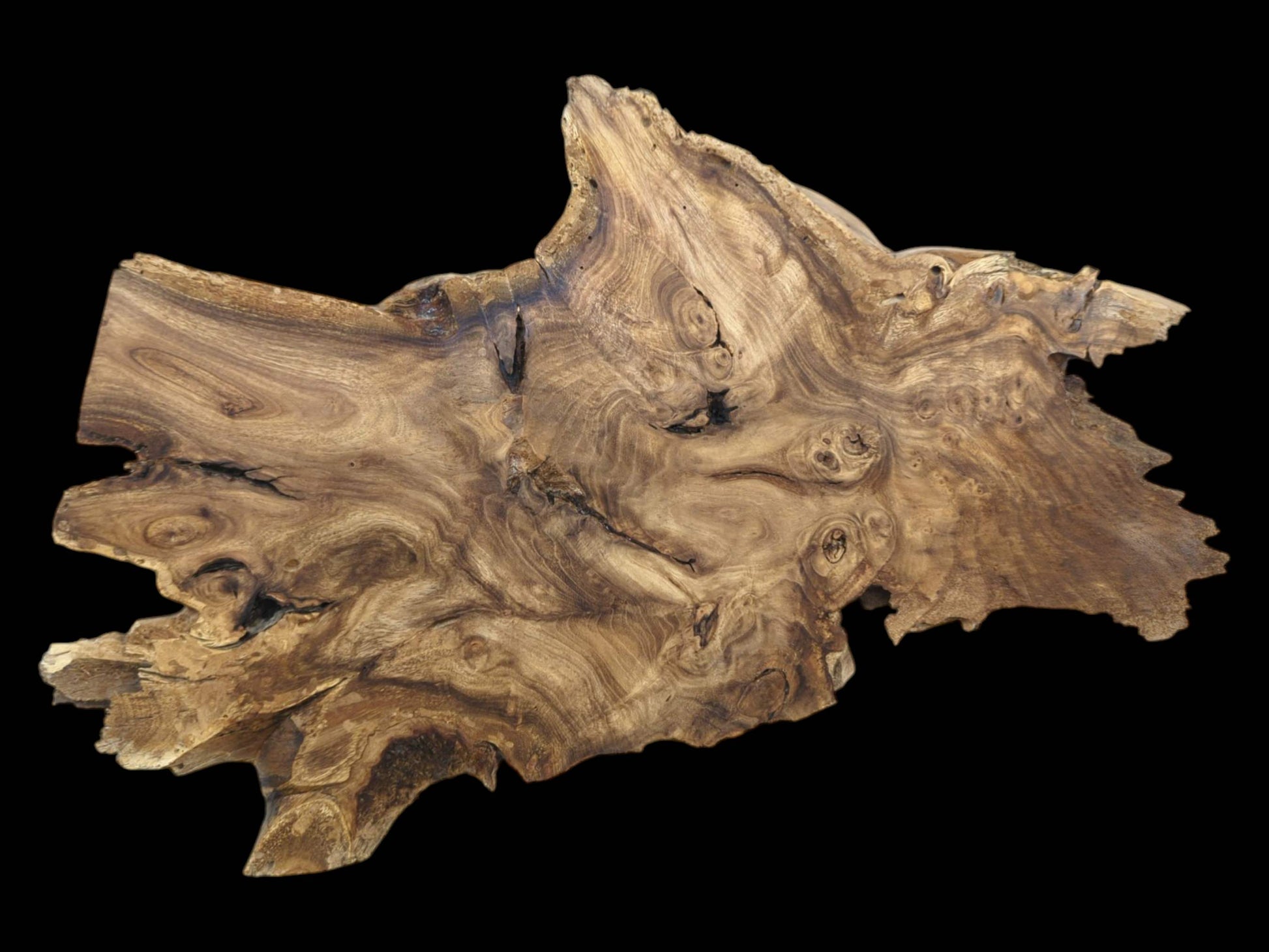 A finished root slab with an untamed edge shows complex, eddying grain and knots.