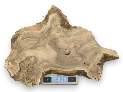 An irregular wood cross-section with red markings sits on a digital scale reading 2147.