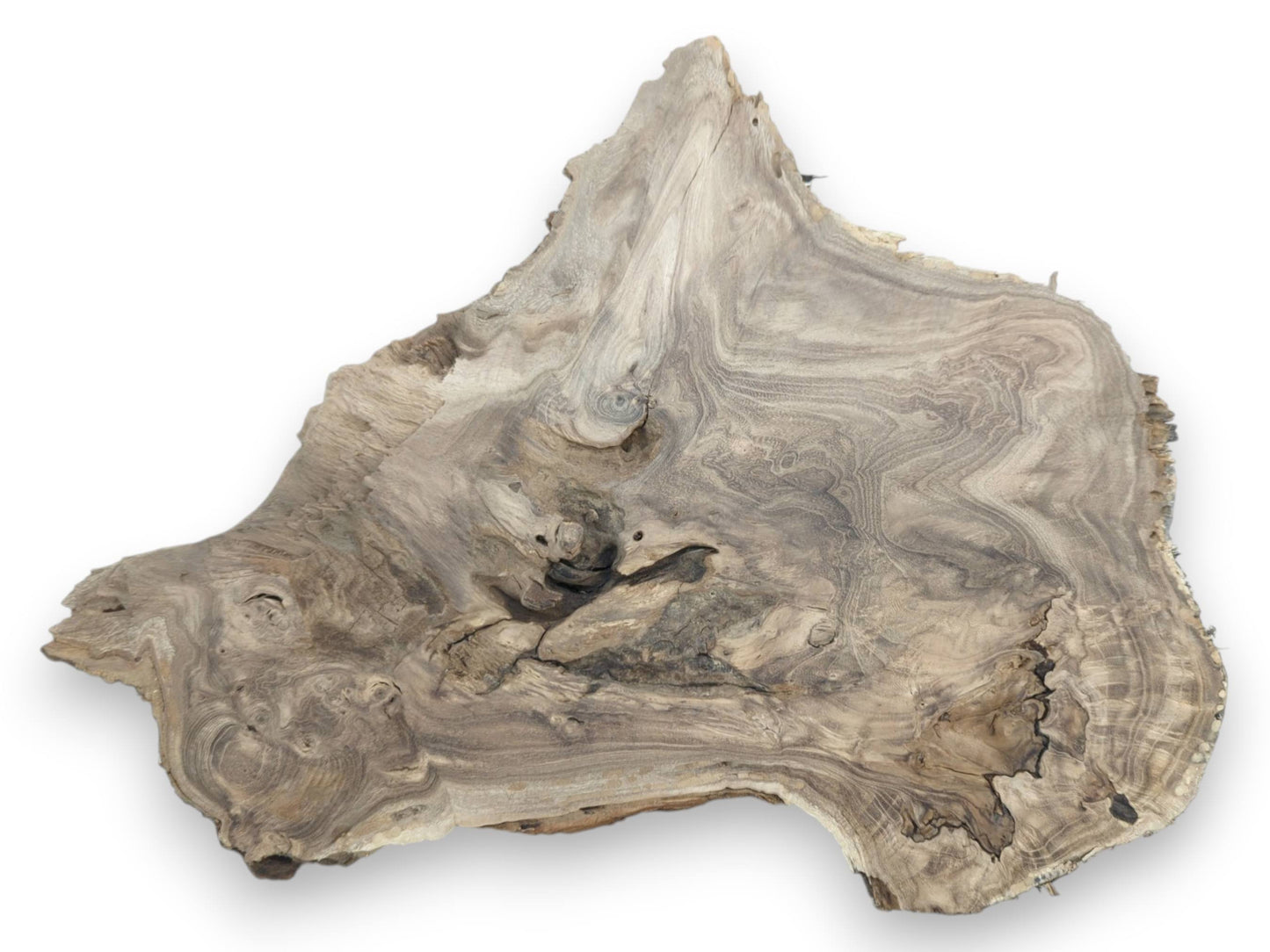 A flat-lay of a grey root burl slab with swirling topographic grain and dark central knots.