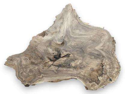 A flat-lay of a grey root burl slab with swirling topographic grain and dark central knots.
