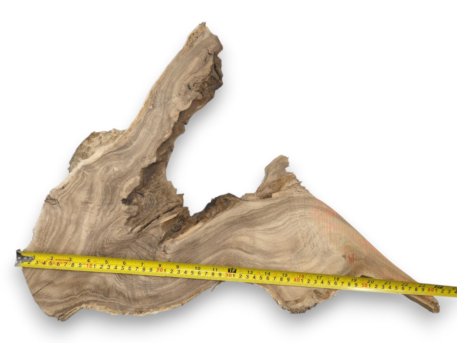A measuring tape lies across a gnarled wood slab with a dramatic, jagged cutout.