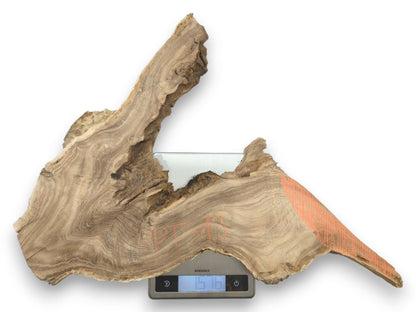 A jagged wood slab with contoured grain and orange markings rests on a digital scale.