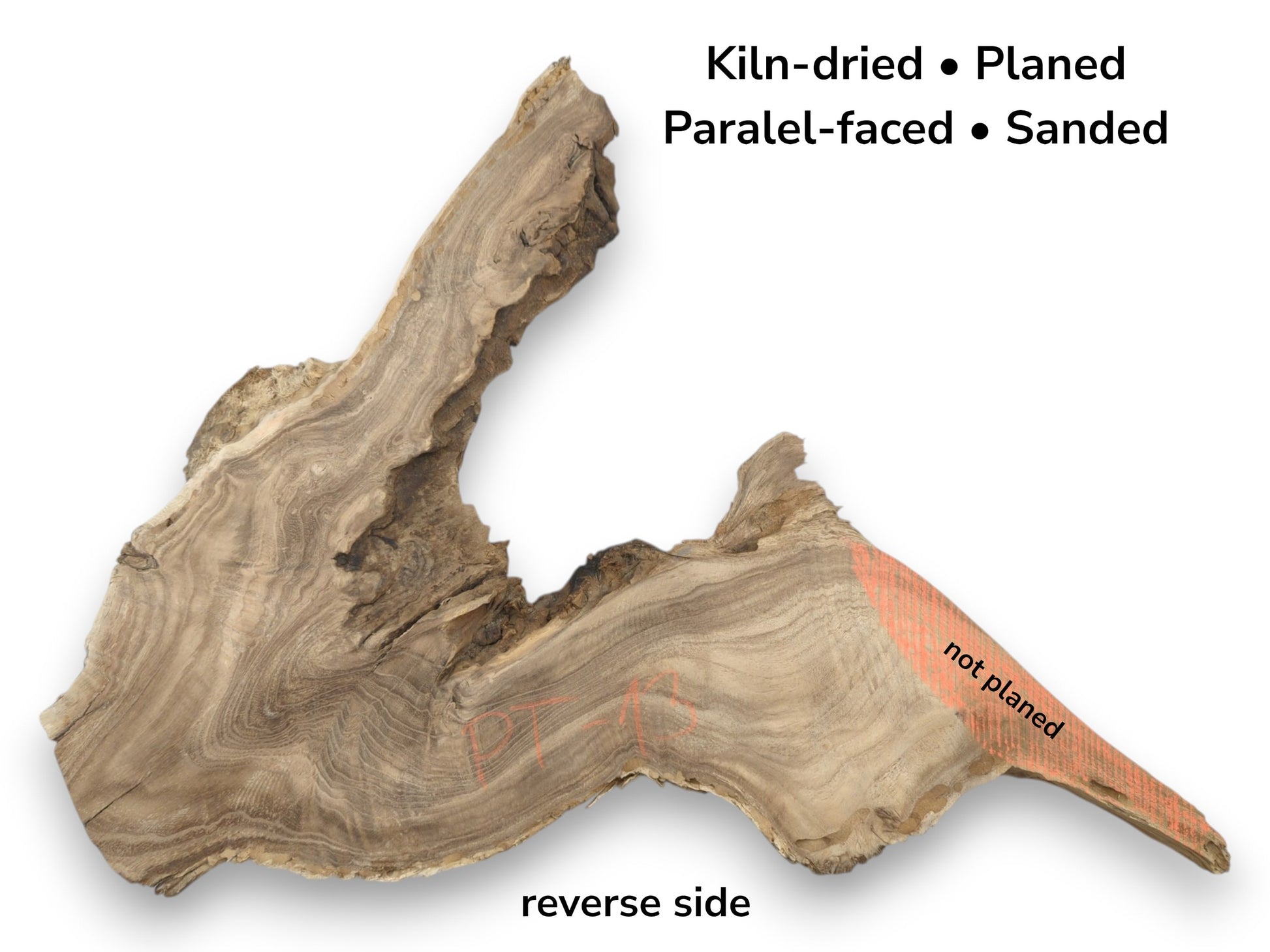 A gnarled timber cross-section with a sanded face showing undulating grain and a raw perimeter.