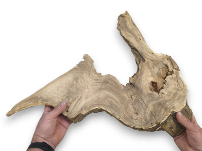 Hands display a large, wing-shaped timber slab with contoured grain and a prominent crack.