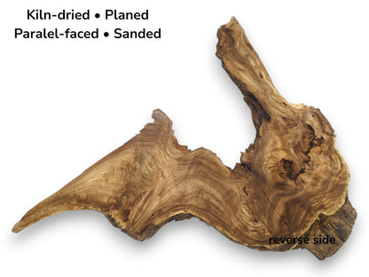 A flat-lay view of a root slab with dramatic wavy grain and a dark burl.