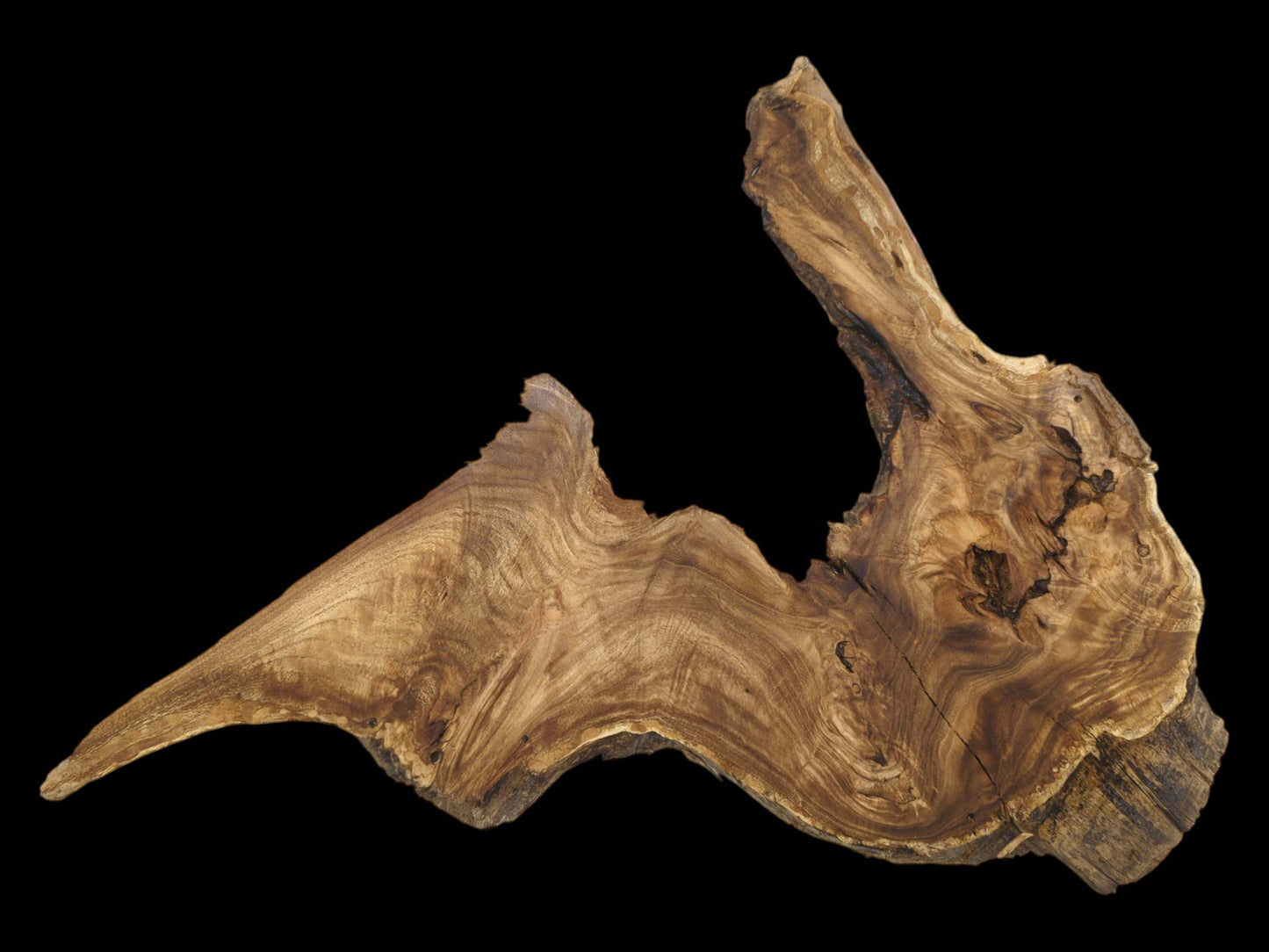 A gnarled wood section with a pointed tip and grain flowing like topographic lines.