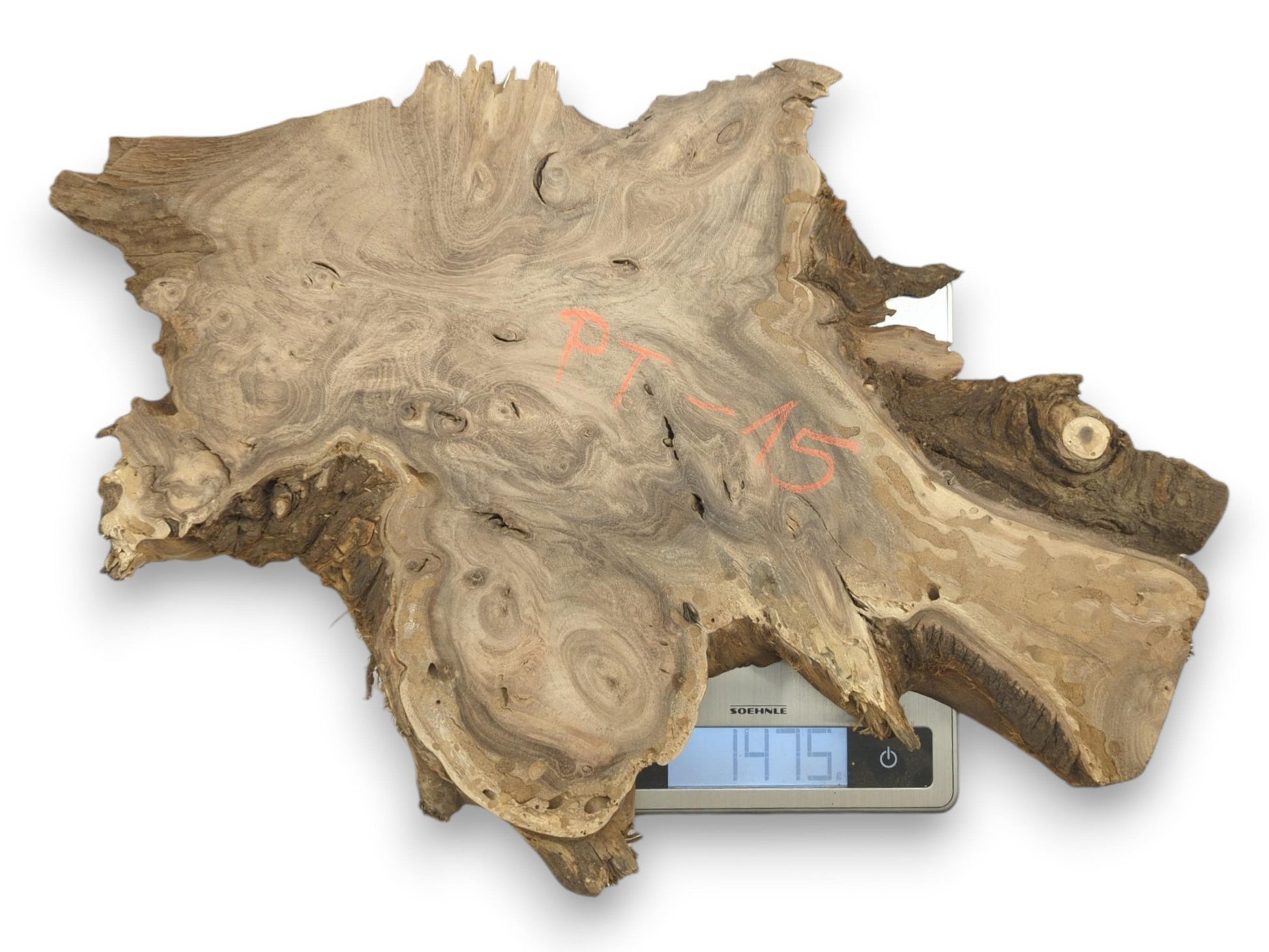 A knotty burl slab with swirling grain and orange markings rests on a digital scale.