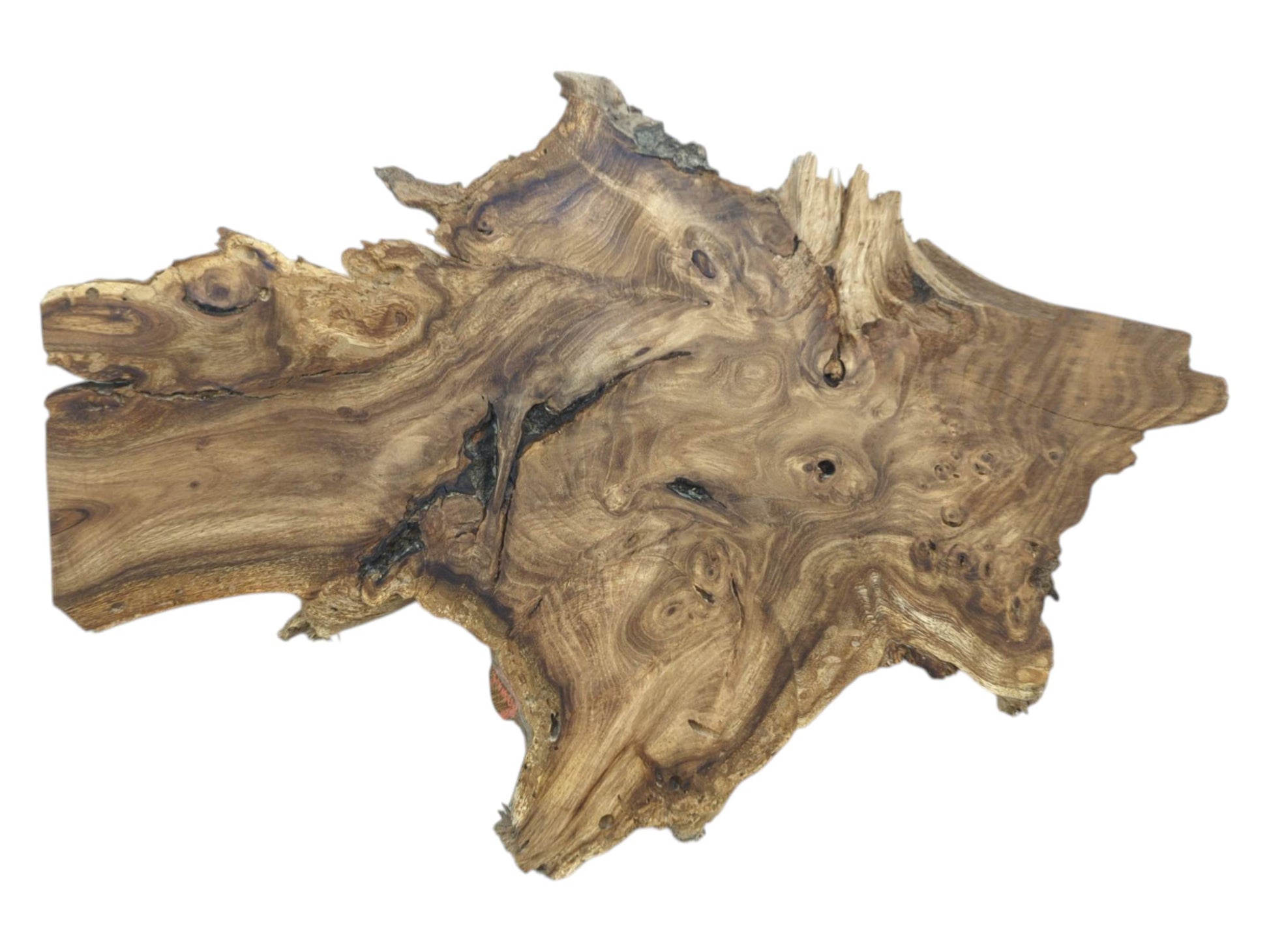 A spiky root piece, viewed from above, displays eye-like burls and complex, undulating grain.