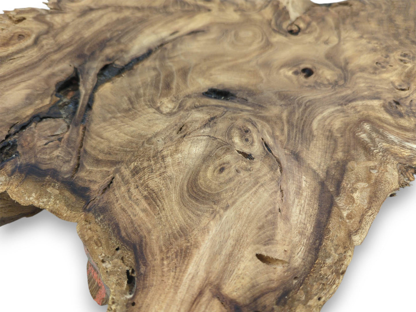 An angled perspective on a root slab reveals its complex, eddying grain and dark voids.