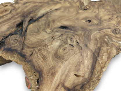 An angled perspective on a root slab reveals its complex, eddying grain and dark voids.