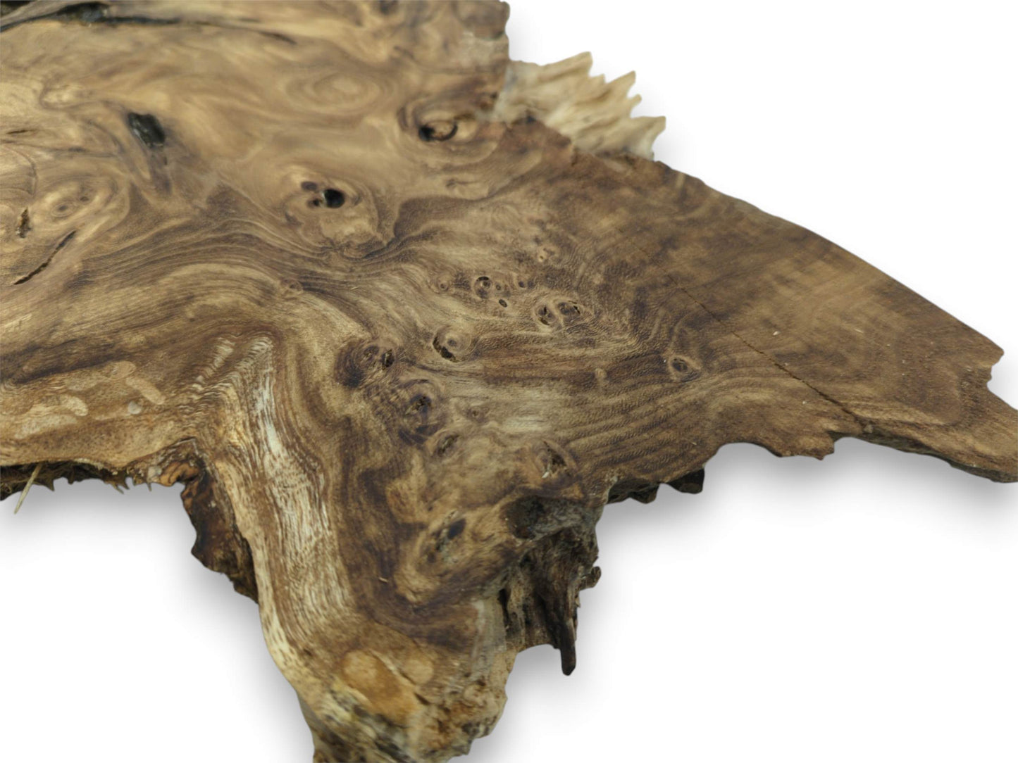 A polished rhizome slab displays intricate, swirling grain and numerous eye-like burls against white.