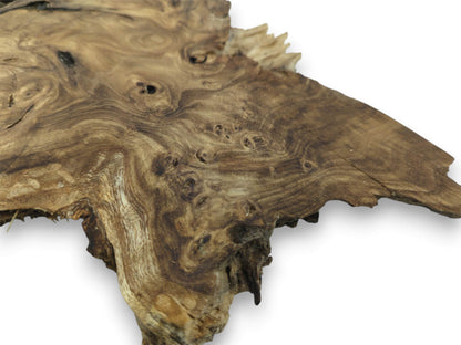 A polished rhizome slab displays intricate, swirling grain and numerous eye-like burls against white.