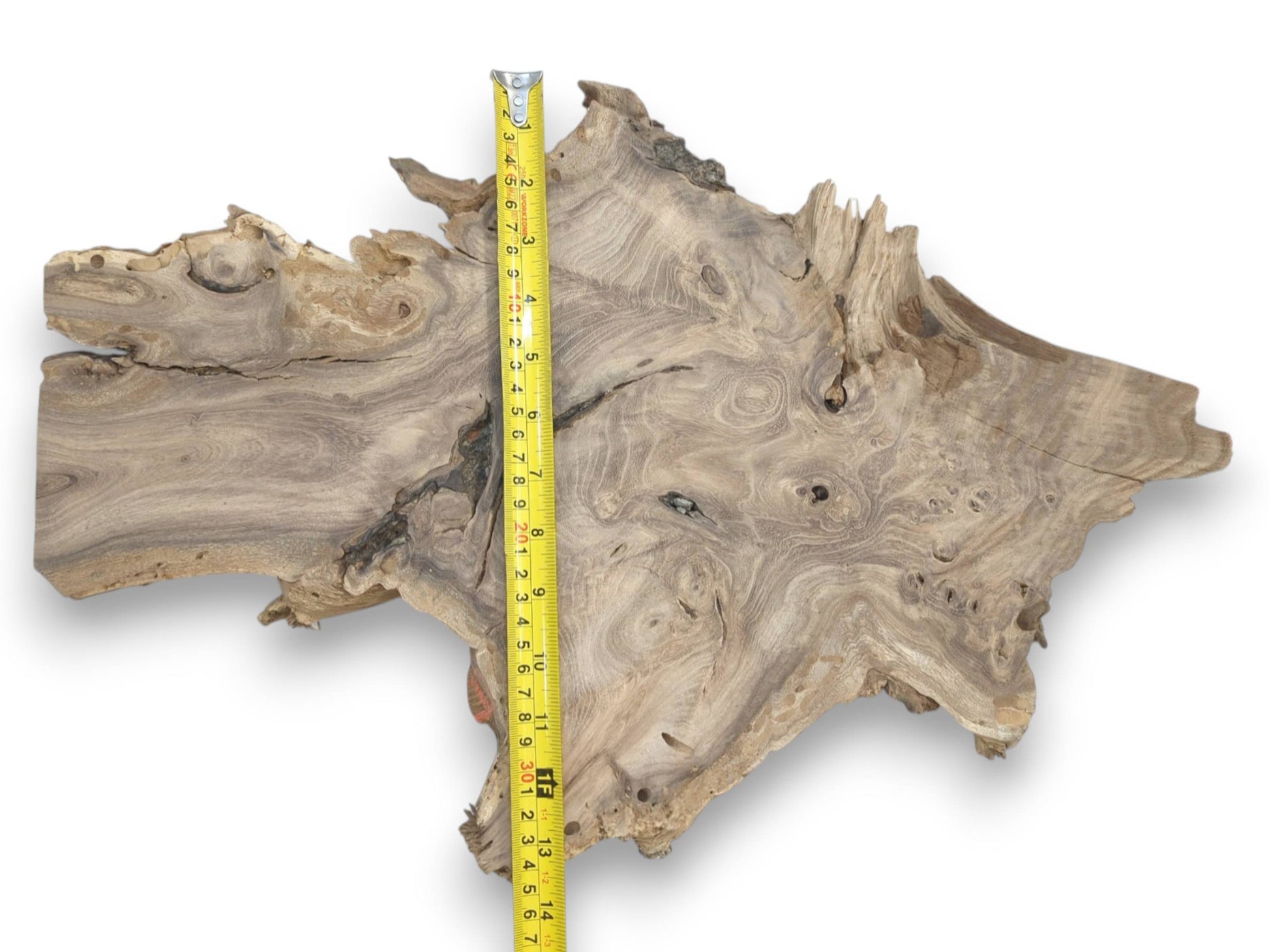A yellow ruler measures a gnarled wood cross-section with an irregular, splintery perimeter.