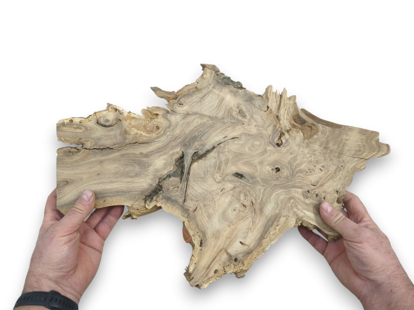Two hands hold a burled timber slab, showing its undulating grain and splintered live edge.