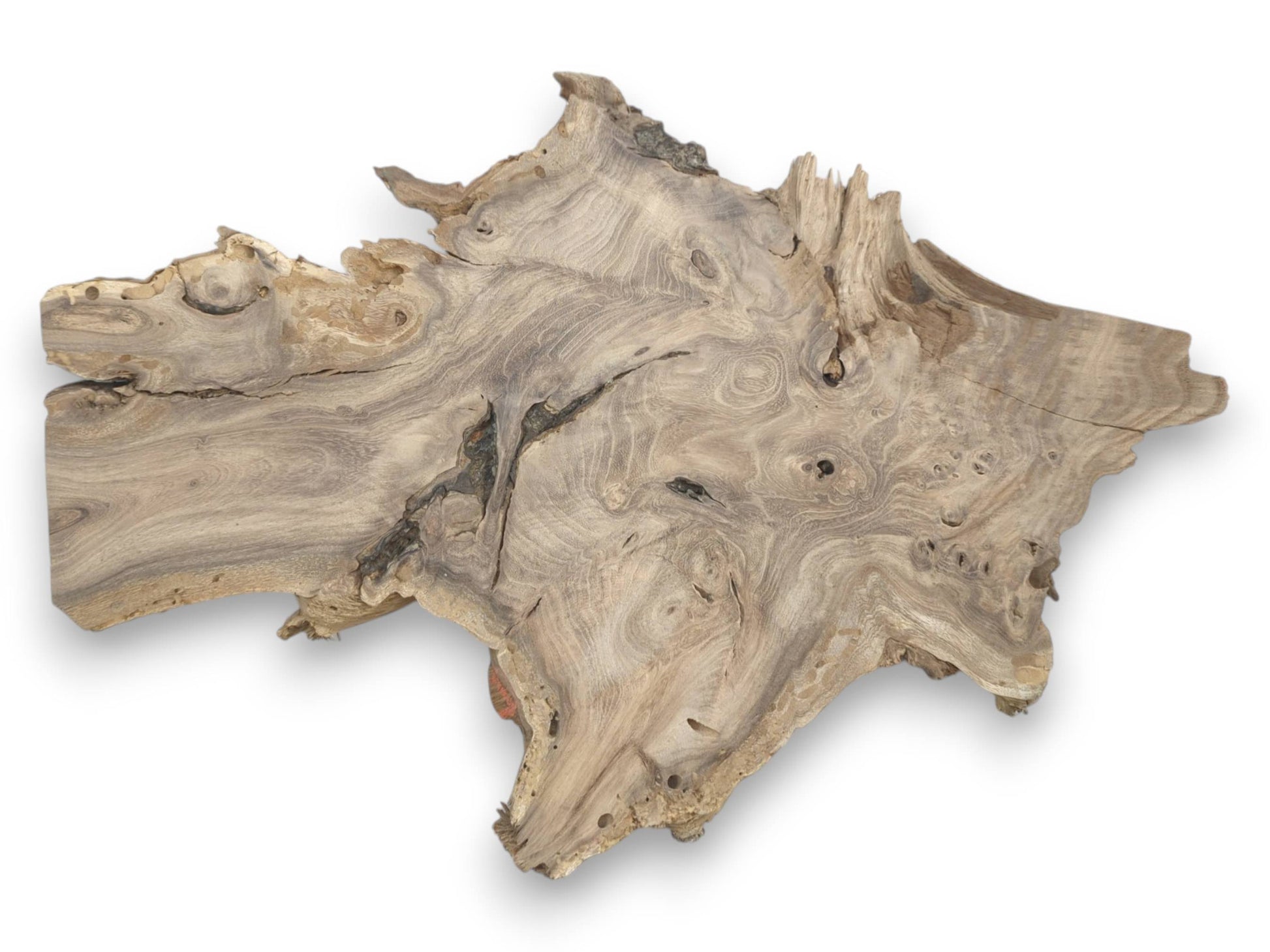 A pale timber slab with a jagged outline features intricate, circular figuring and dark fissures.