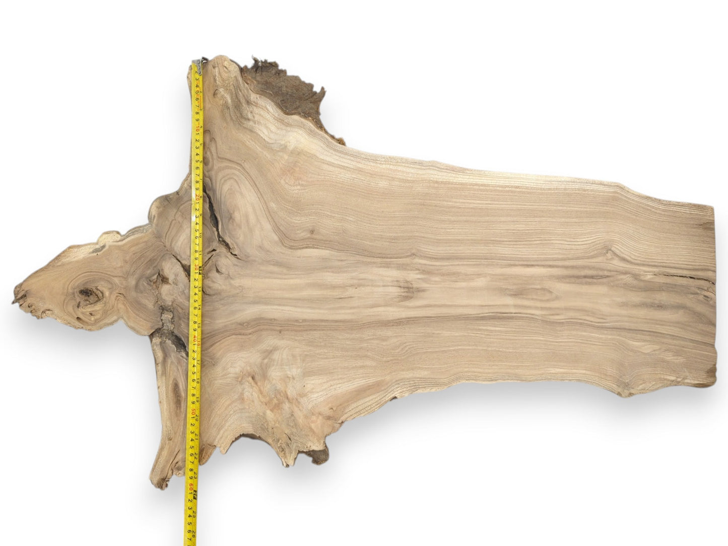A yellow tape measure traces the height of a gnarled burl on a long wood slab.