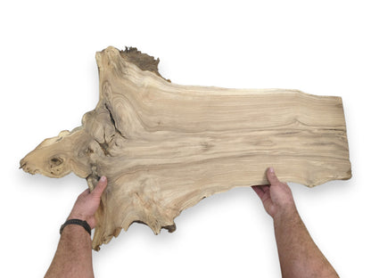 A person holds a wide, light-toned timber section with a rugged edge and sweeping grain.