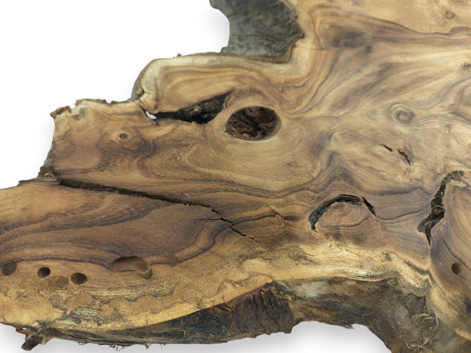 A burled timber piece shows undulating grain, a central void, cracks, and insect holes.
