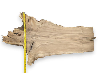 A yellow ruler measures a timber slab's gnarled root end and long, flowing grain.