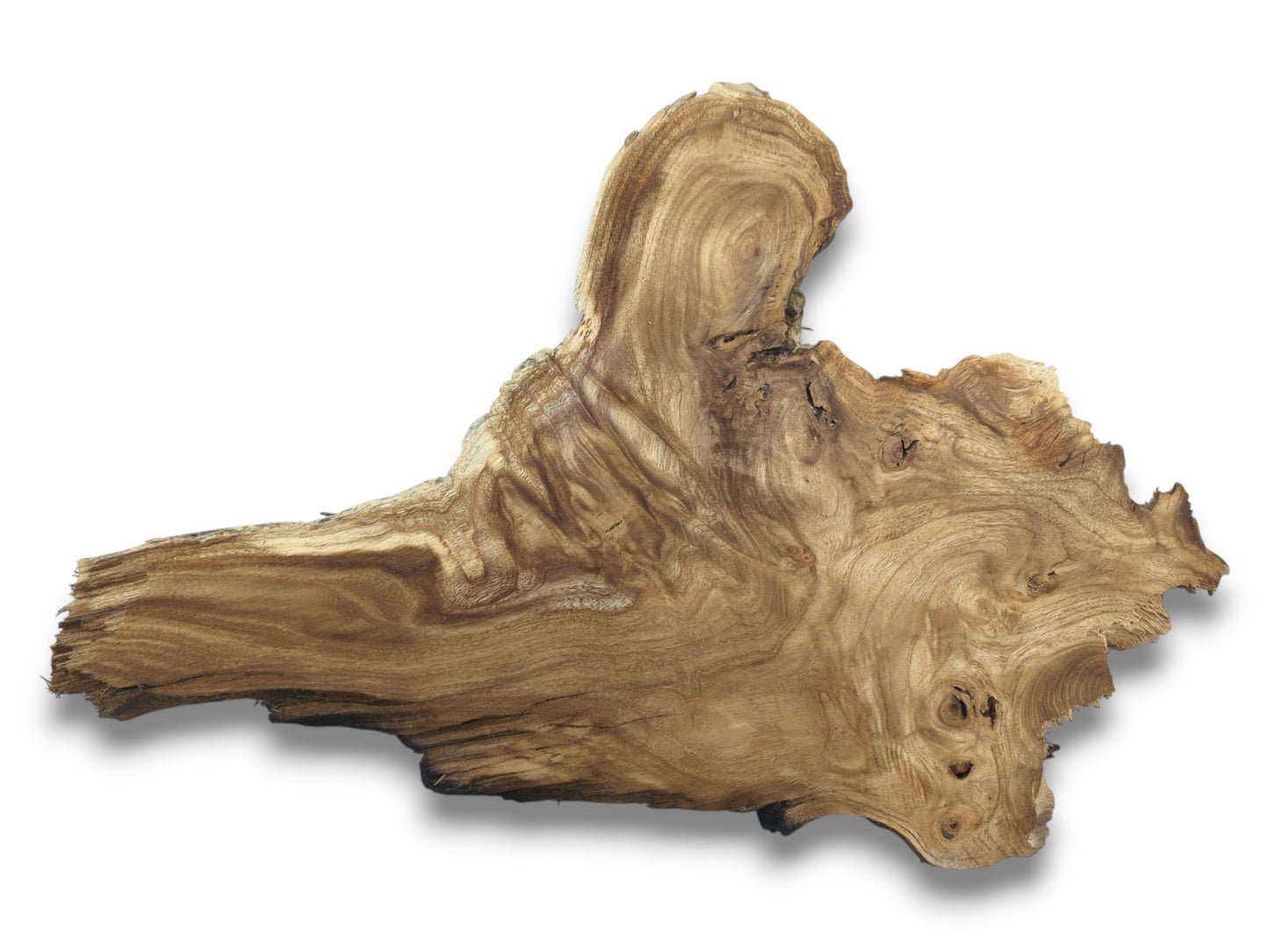 An asymmetrical wood cutting displays a splintered end, swirling grain, and several dark knots.