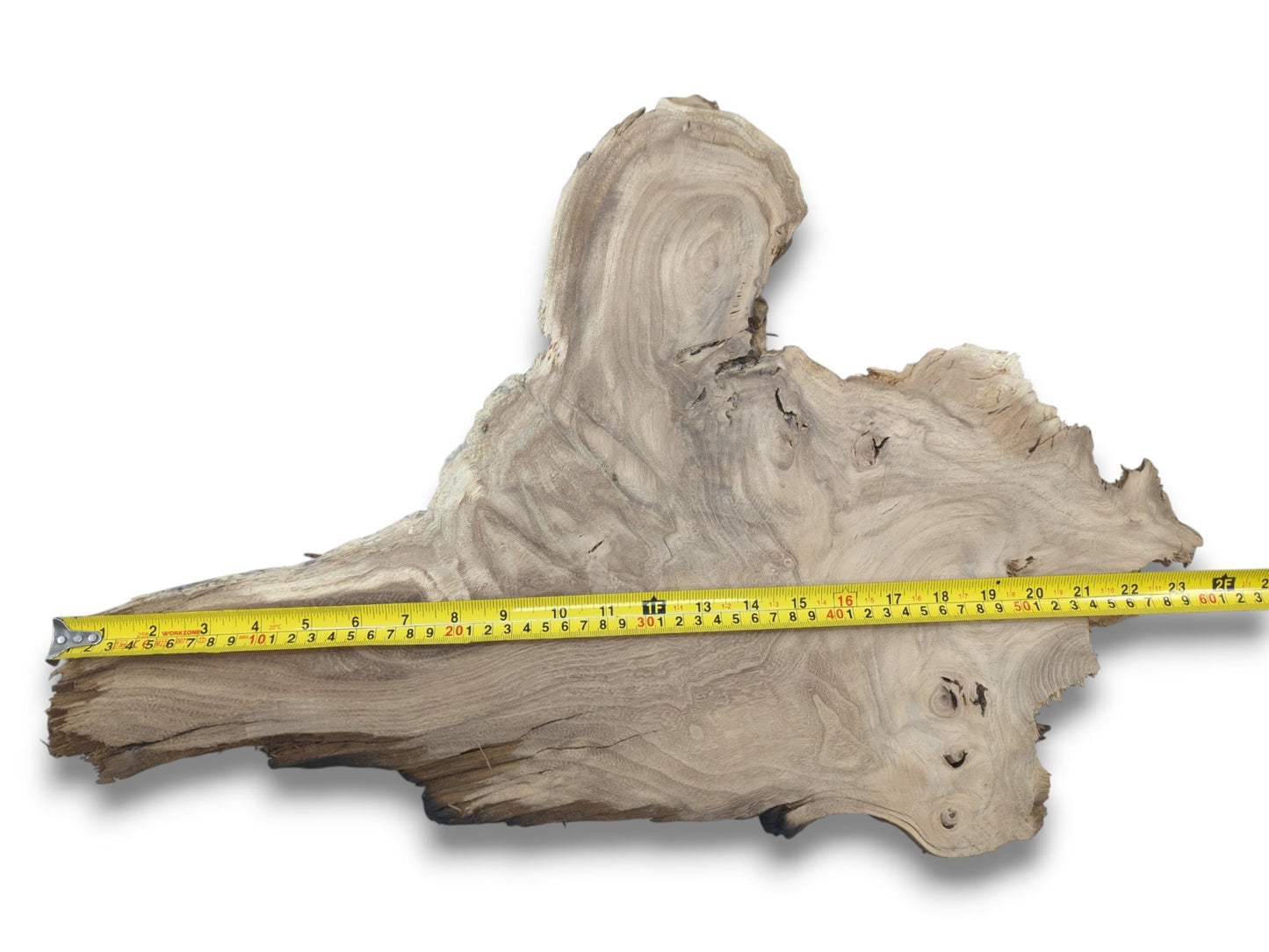 An overhead view shows a yellow measuring tape across a root slab with sinuous grain.