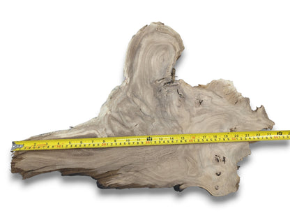 An overhead view shows a yellow measuring tape across a root slab with sinuous grain.