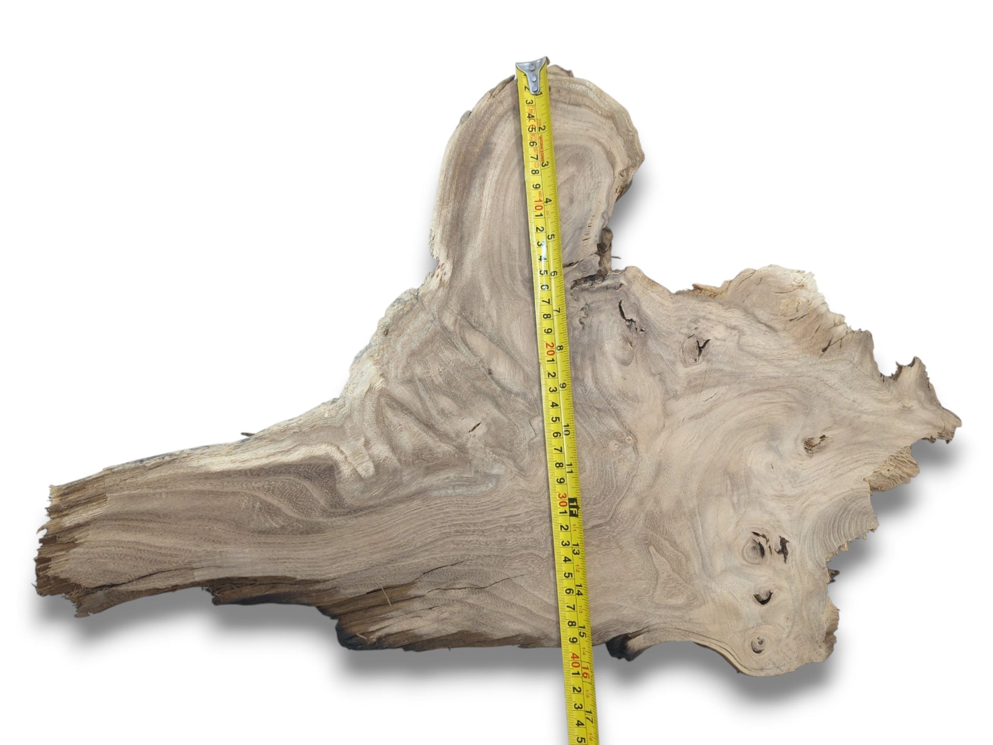 From above, a yellow ruler measures a root section with undulating grain and small knots.